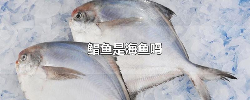 鲳鱼是海鱼吗