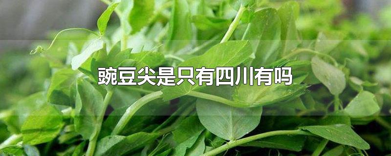 豌豆尖是只有四川有吗-最新豌豆尖是只有四川有吗整理解答