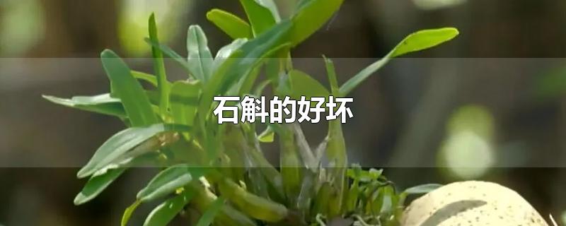 石斛的好坏-最新石斛的好坏整理解答