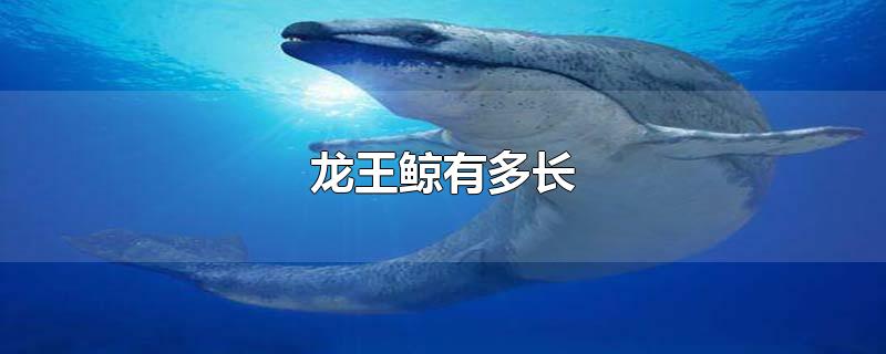 龙王鲸体长图片
