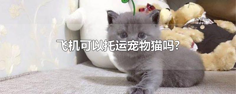 飞机可以托运宠物猫吗?