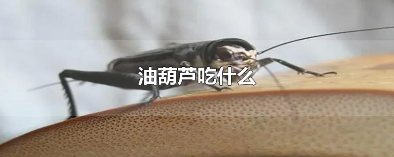 油葫芦吃什么-最新油葫芦吃什么整理解答