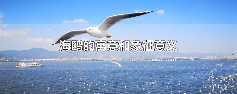 海鸥的寓意和象征意义-最新海鸥的寓意和象征意义整理解答