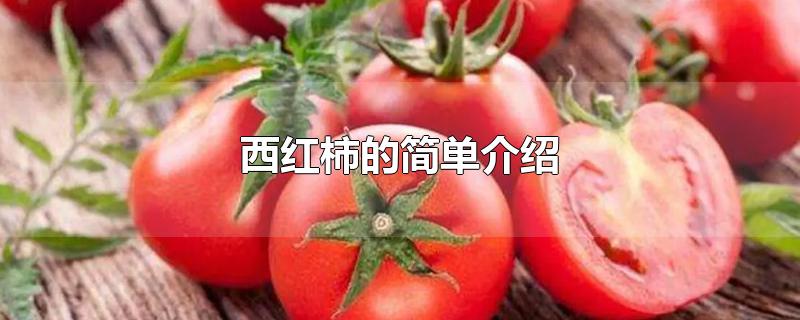 西红柿的简单介绍