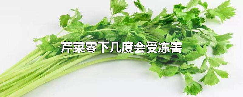 芹菜零下几度会受冻害