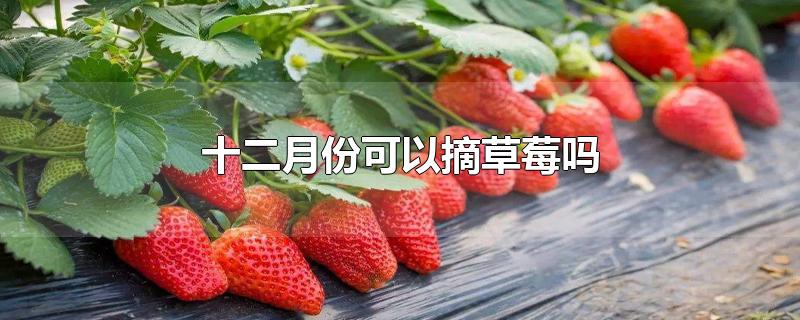 十二月份可以摘草莓吗-最新十二月份可以摘草莓吗整理解答