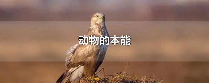 动物的本能-最新动物的本能整理解答