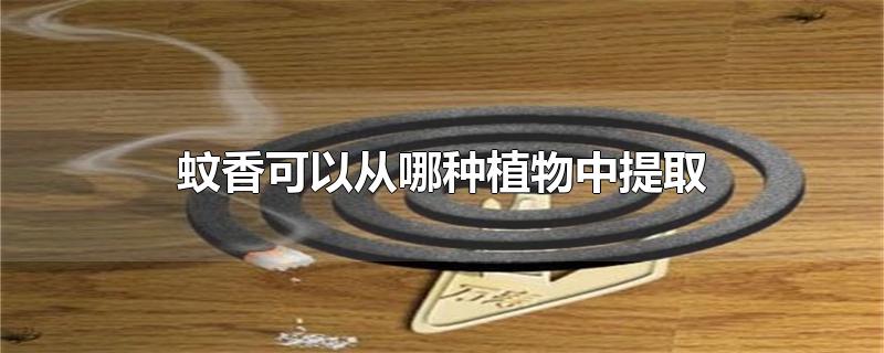 蚊香可以从哪种植物中提取-最新蚊香可以从哪种植物中提取整理解答