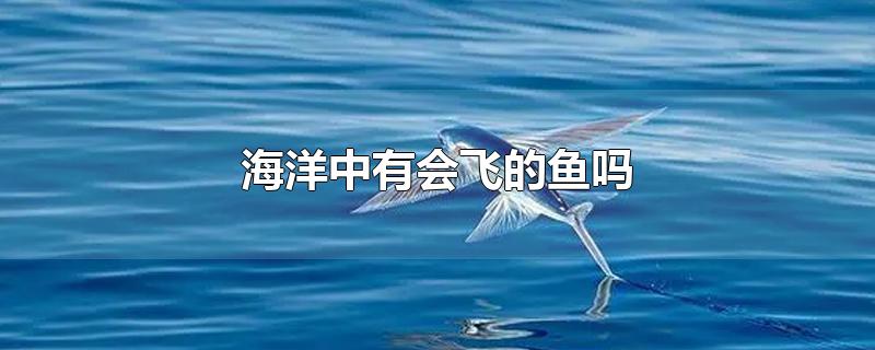 海洋中有会飞的鱼吗-最新海洋中有会飞的鱼吗整理解答