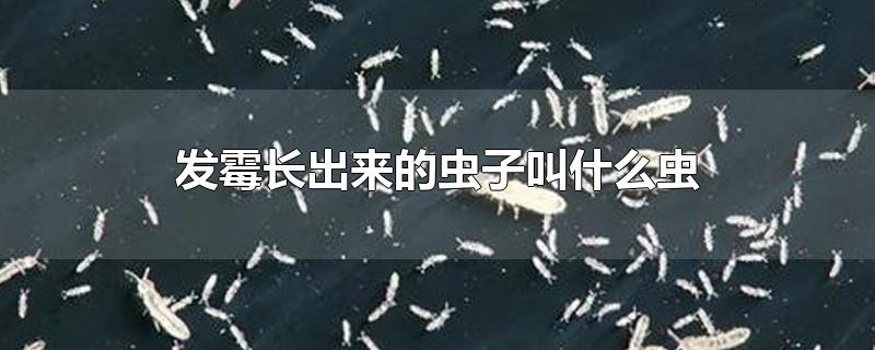 发霉长出来的虫子叫什么虫-最新发霉长出来的虫子叫什么虫整理解答