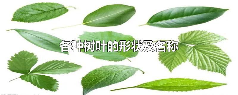 各种树叶的形状及名称-最新各种树叶的形状及名称整理解答