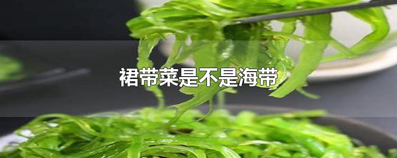 裙带菜是不是海带