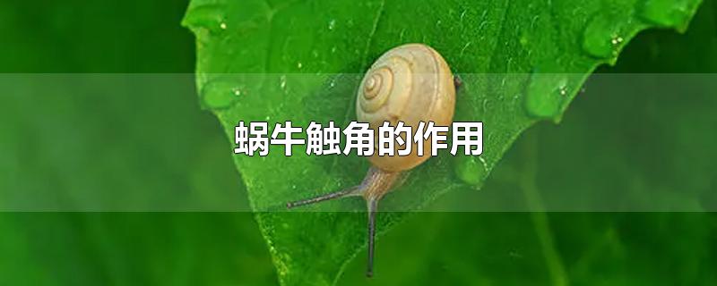 蜗牛触角的作用-最新蜗牛触角的作用整理解答