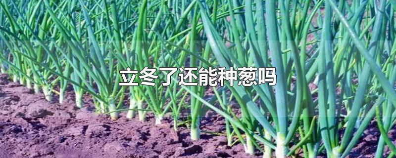 立冬了还能种葱吗-最新立冬了还能种葱吗整理解答