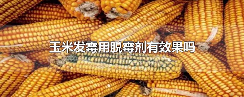 玉米发霉用脱霉剂有效果吗-最新玉米发霉用脱霉剂有效果吗整理解答