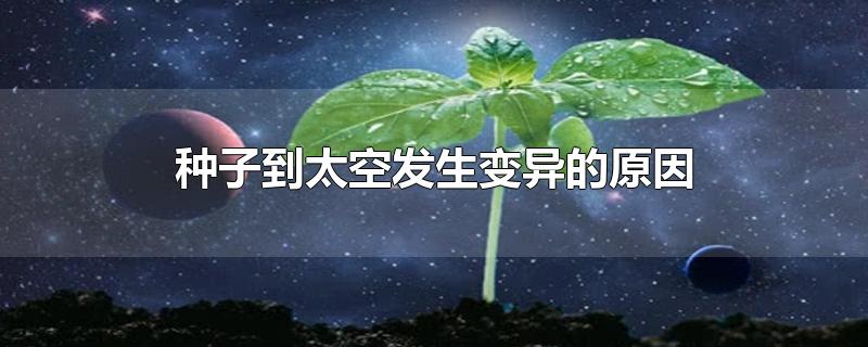 种子到太空发生变异的原因-最新种子到太空发生变异的原因整理解答