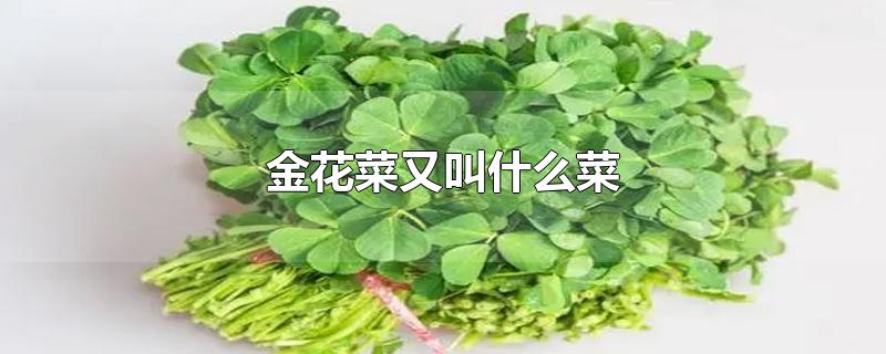 金花菜又叫什么菜-最新金花菜又叫什么菜整理解答