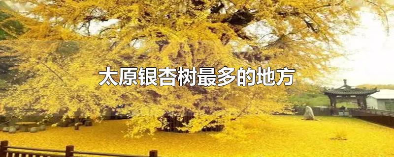 太原银杏树最多的地方-最新太原银杏树最多的地方整理解答