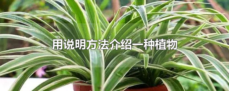 用说明方法介绍一种植物-最新用说明方法介绍一种植物整理解答