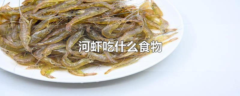 河虾吃什么食物-最新河虾吃什么食物整理解答