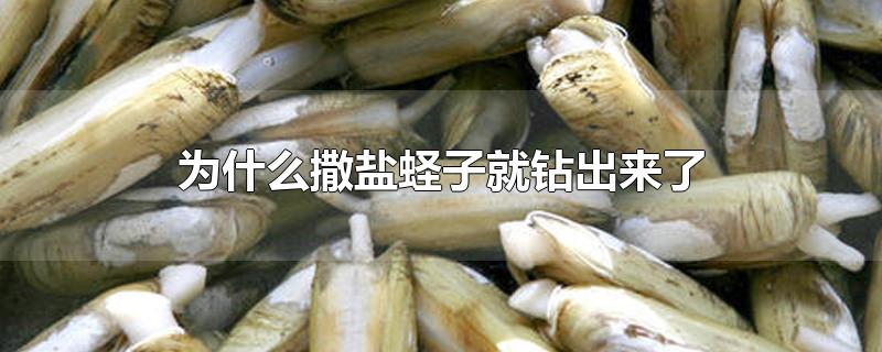 为什么撒盐蛏子就钻出来了-最新为什么撒盐蛏子就钻出来了整理解答