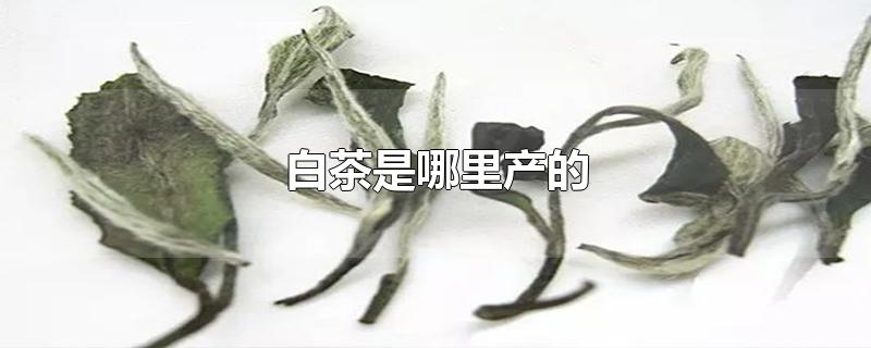 白茶是哪里产的