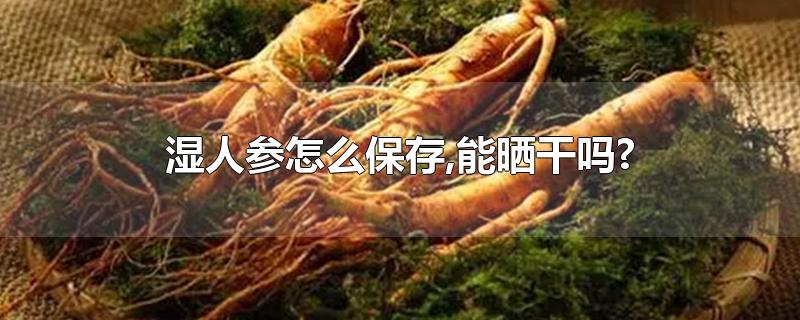 湿人参怎么保存,能晒干吗?