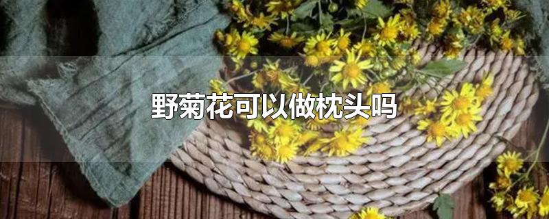 野菊花可以做枕头吗