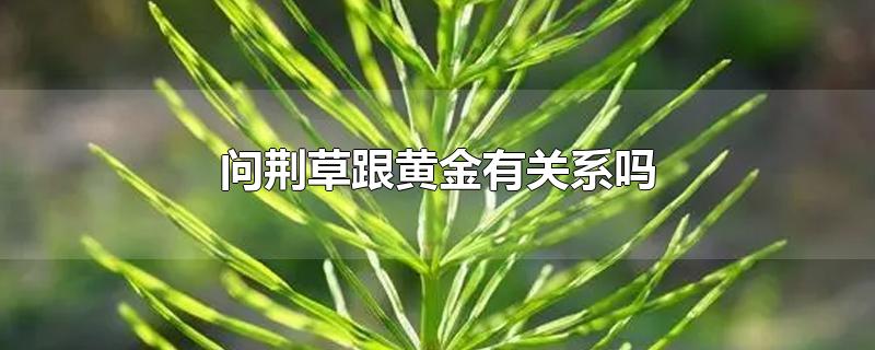 问荆草跟黄金有关系吗-最新问荆草跟黄金有关系吗整理解答