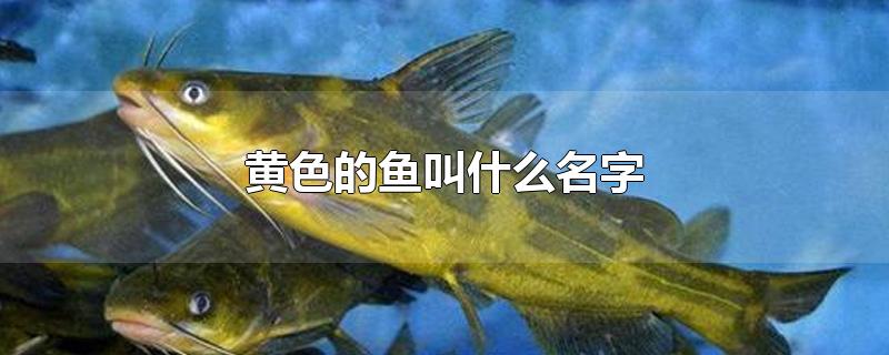 黄色的鱼叫什么名字-最新黄色的鱼叫什么名字整理解答