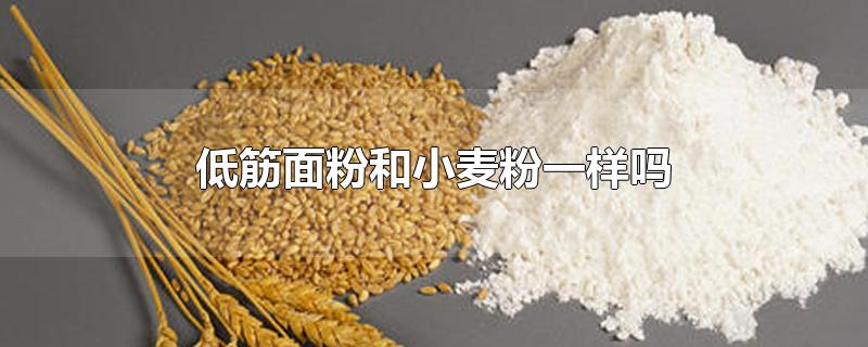 低筋面粉和小麦粉一样吗-最新低筋面粉和小麦粉一样吗整理解答