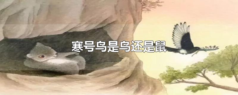 寒号鸟是鸟还是鼠-最新寒号鸟是鸟还是鼠整理解答