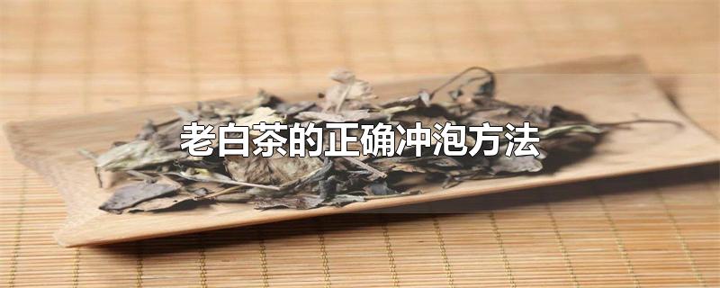 老白茶的正确冲泡方法