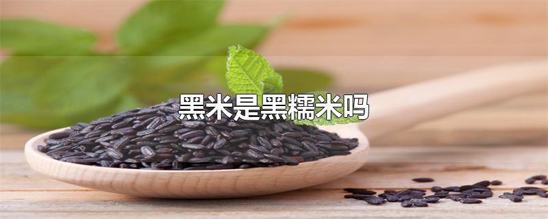 黑米是黑糯米吗