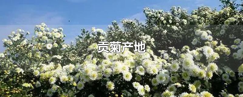 贡菊产地