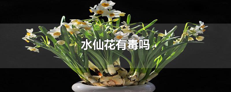 水仙花有毒吗-最新水仙花有毒吗整理解答