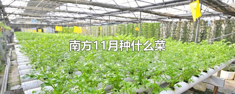 南方11月种什么菜-最新南方11月种什么菜整理解答