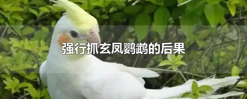 强行抓玄凤鹦鹉的后果-最新强行抓玄凤鹦鹉的后果整理解答