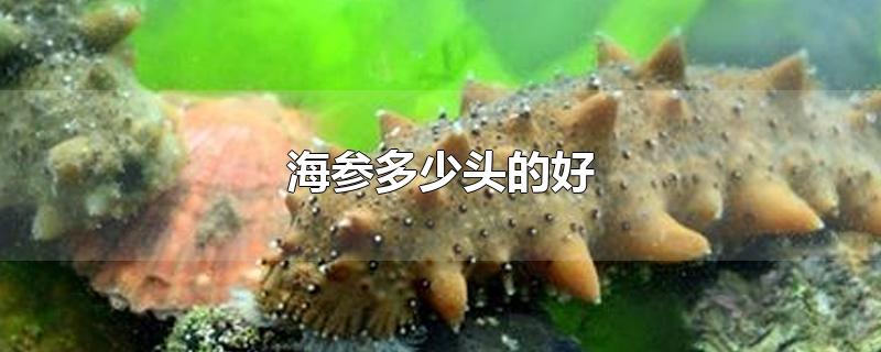 海参多少头的好-最新海参多少头的好整理解答