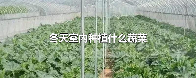 冬天室内种植什么蔬菜-最新冬天室内种植什么蔬菜整理解答