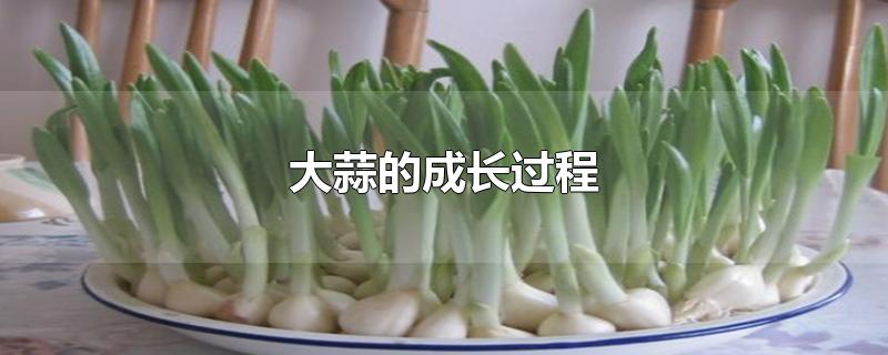 大蒜的成长过程