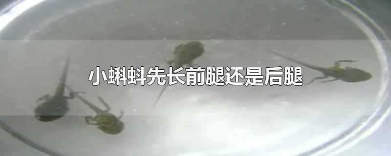 小蝌蚪先长前腿还是后腿-最新小蝌蚪先长前腿还是后腿整理解答