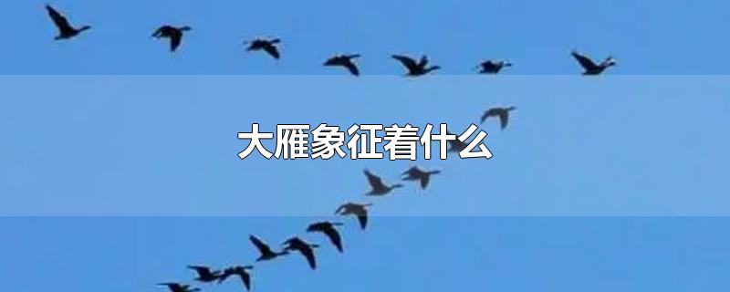 大雁象征着什么