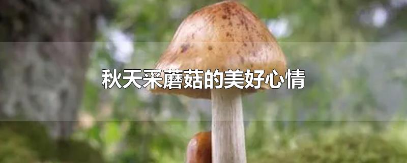 秋天采蘑菇的美好心情