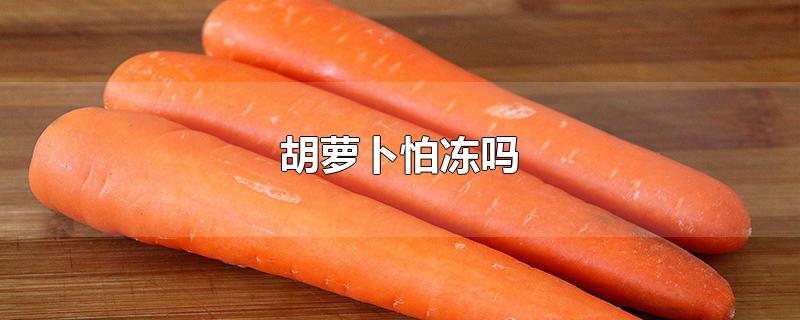 胡萝卜怕冻吗-最新胡萝卜怕冻吗整理解答