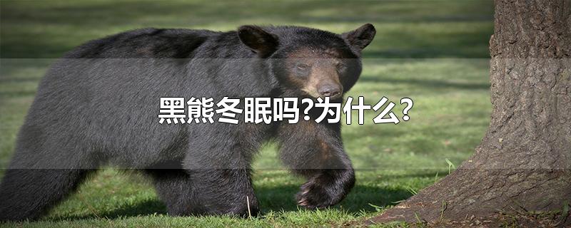 黑熊冬眠吗?为什么?