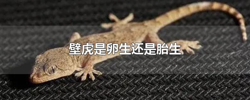 壁虎是卵生还是胎生-最新壁虎是卵生还是胎生整理解答