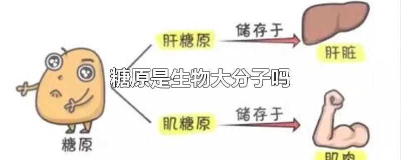 糖原是生物大分子吗-最新糖原是生物大分子吗整理解答