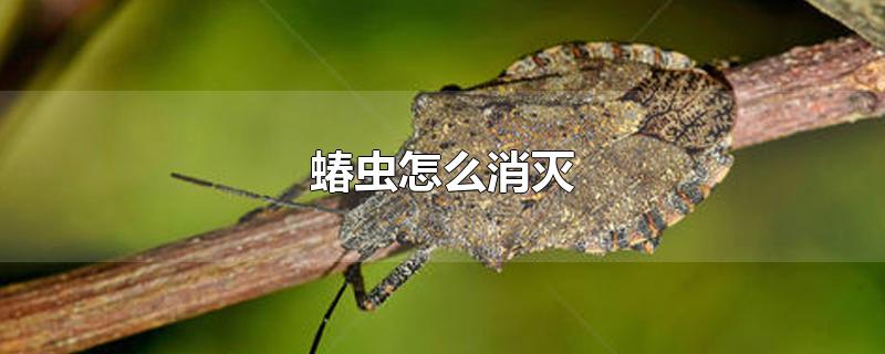 蝽虫怎么消灭-最新蝽虫怎么消灭整理解答