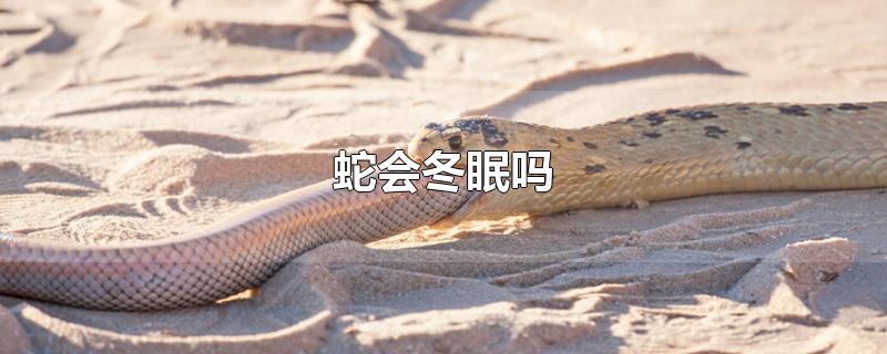 蛇会冬眠吗-最新蛇会冬眠吗整理解答